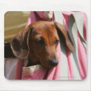 Recherche de chiot teckel tapis souris Teckel miniature lisse haired