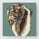 Search for shell clocks Beach