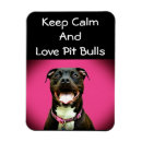Recherche de pitbull magnete Pittie