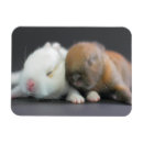 Recherche de oreilles de lapin magnets Animaux domestiques