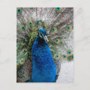 Recherche de paon cartes postales Beau