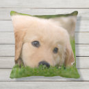 Recherche de golden retriever coussins Goldie