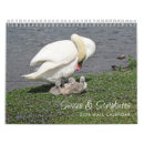 Search for swans swan calendars Photography