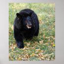 Recherche de fonctionnement art Animal