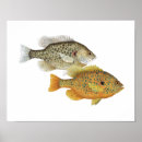 Search for sunfish posters Bream