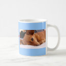 Recherche de chiots de chiwawa tasses Mignon