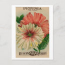 Search for vintage seed packets postcards Garden