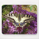 Search for swallowtail butterfly electronics Bug