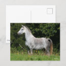 Search for dapple grey postcards Breed