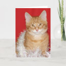 Recherche de orange chat tigré vœux cartes Chaton