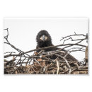 Search for baby eagle posters Wildlife