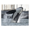 Search for orca killer whale posters Puget sound