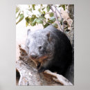 Recherche de wombat posters Marsupiaux