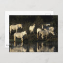 Recherche de cheval camargue cartes invitations Troupeau