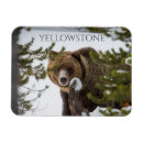 Search for grizzly magnets Ursus arctos horribilis