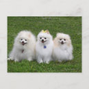 Search for spitz dog postcards Pomeranian