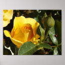 Search for lady bug posters Flower