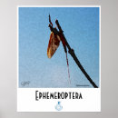 Search for flyfisher art Flyfishing