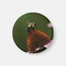 Search for bumble magnets Bee