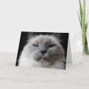 Search for white cat birthday cards Eyes