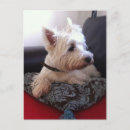 Recherche de westies cartes postales Highland
