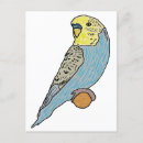 Search for budgie postcards Budgerigar
