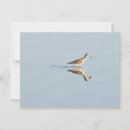 Search for seabirds cards invites Animals