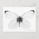Search for sharp postcards Photography