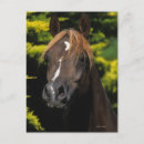 Search for stallions postcards Equestrian
