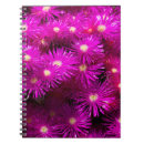 Search for asters notebooks Flower