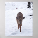 Search for wildlife photography posters Wild animals