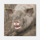 Search for swine magnets Animal