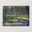 Search for flower bulbs postcards Tulips