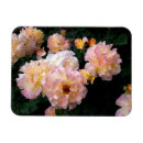 Search for rose coloured magnets Garden