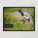 Search for atlantic puffin postcards Animal
