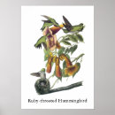 Search for ruby throated hummingbird posters Birds
