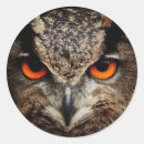 Search for nocturnal animals stickers Bird