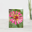 Search for bright red flower cards Photography
