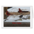 Search for expressions photography Birds