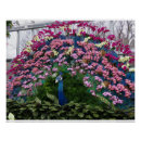 Recherche de paon posters Tropical
