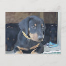 Search for doberman horizontal postcards Puppy