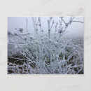 Search for snow scene postcards Frost