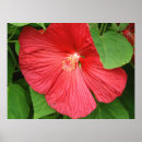 Search for bright flowers posters Garden