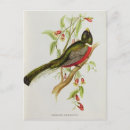 Search for ornithological Lithograph