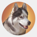 Search for malamute stickers Husky