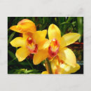 Recherche de cymbidium cartes postales Exotique