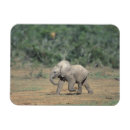 Recherche de afrique sud magnets Nature