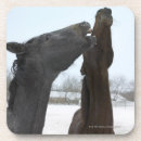 Search for seasonal coasters Animal