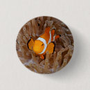 Search for anemones buttons Coral reef