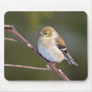 Search for goldfinches mousepads Cute